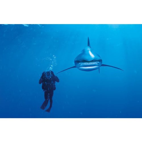 Puzzle 1000 db-os - Óceáni fehérfoltú cápa - Clementoni (39303)